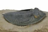 Prone Zlichovaspis Trilobite - Orange Eye Preservation! #381608-2